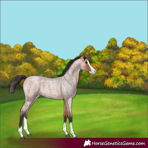 Horse Color:Bay Roan Splash Rabicano 