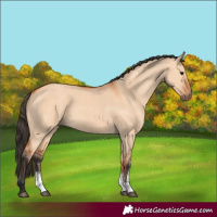 Horse Color:Bay Dun Sabino
