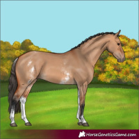 Horse Color:White Spotted Bay Dun