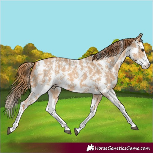 Horse Color:Red Dun Sabino Splash 