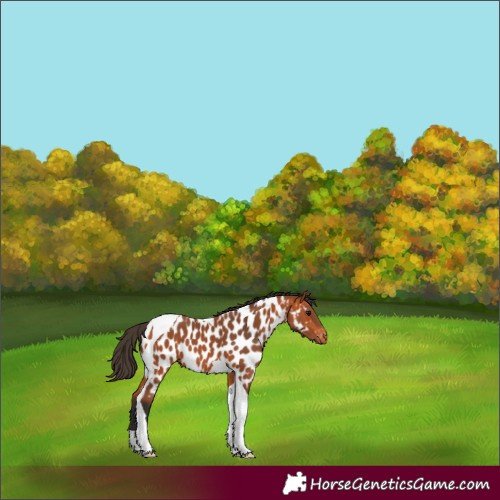 Horse Color:Bay Tobiano Appaloosa
