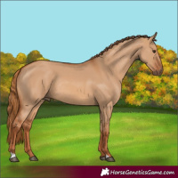 Horse Color:Red Dun Rabicano 