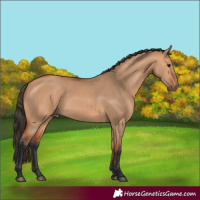 Horse Color:Bay Dun Rabicano 