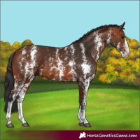 Horse Color:Bay Sabino