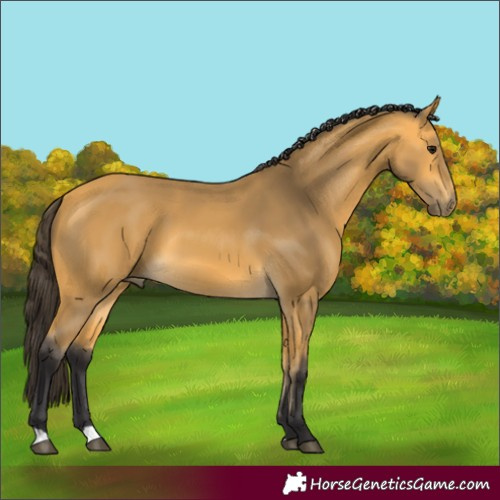 Horse Color:Buckskin