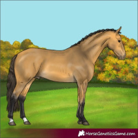 Horse Color:Buckskin 