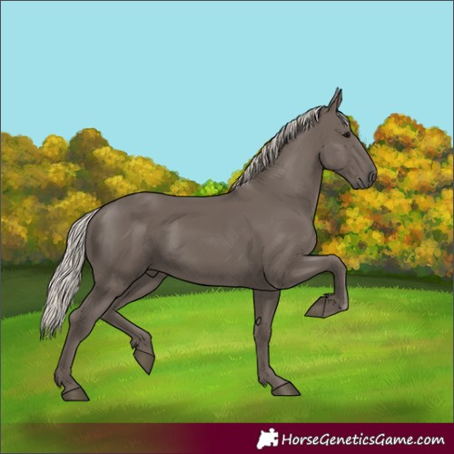 Horse Color:Silver Black Rabicano 