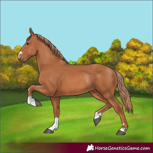 Horse Color:Chestnut Rabicano 