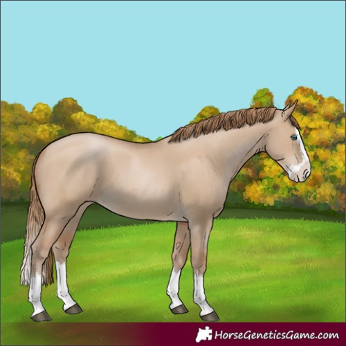 Horse Color:Grullo Pearl Splash 