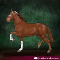 Horse Color:Gray Chestnut Tobiano Rabicano 