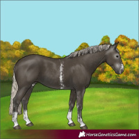 Horse Color:Gray Silver Smoky Black Sabino 