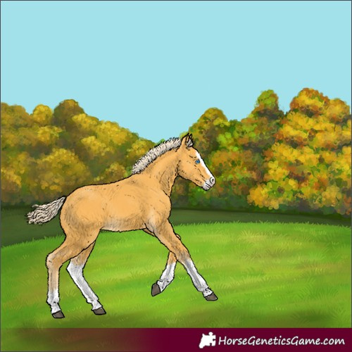 Horse Color:Palomino Splash