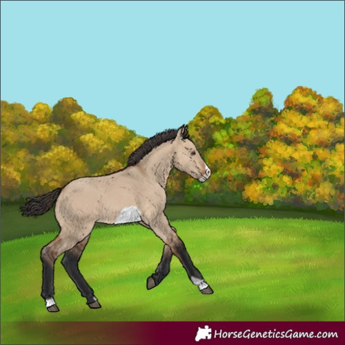 Horse Color:Bay Dun Frame