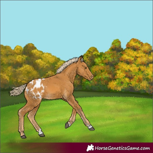 Horse Color:Palomino Appaloosa