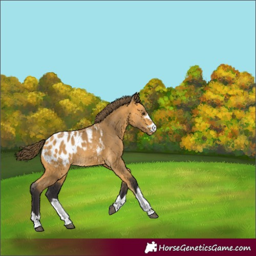 Horse Color:Buckskin Appaloosa