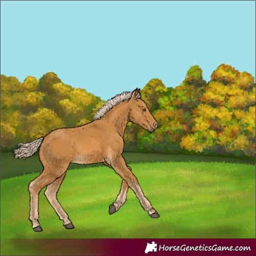 Horse Color:Palomino 