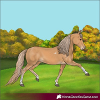 Horse Color:Chestnut Tobiano Rabicano 