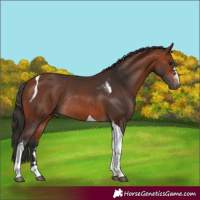 Horse Color:Bay Tobiano Rabicano 