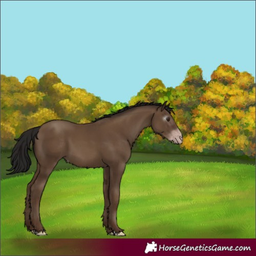 Horse Color:Gray Classic Champagne