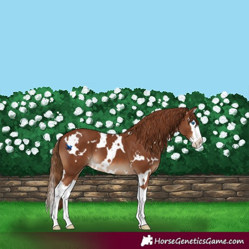 Horse Color:White Spotted Chestnut Splash 