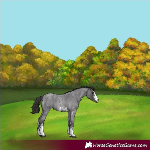 Horse Color:Smoky Blue Roan Sabino 