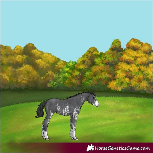 Horse Color:Black Sabino 