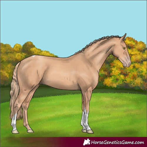 Horse Color:Gold Champagne Tobiano 