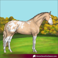 Horse Color:Gold Champagne Splash Appaloosa