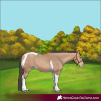 Horse Color:Amber Champagne Tobiano