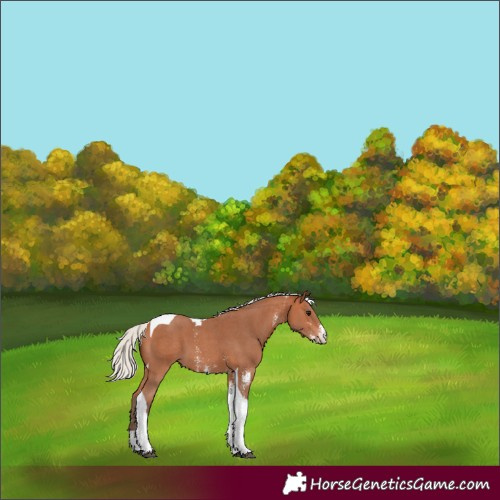 Horse Color:Silver Bay Sabino Tobiano