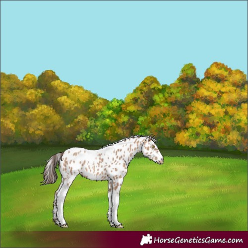 Horse Color:Amber Champagne Tobiano Appaloosa 