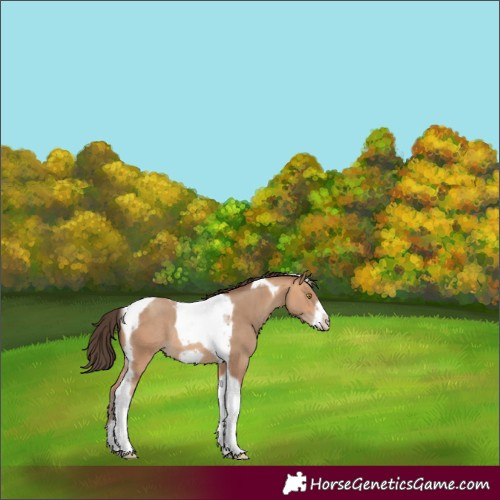 Horse Color:Amber Champagne Tobiano Frame Rabicano 