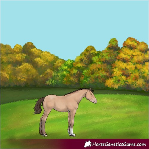 Horse Color:Amber Champagne Tobiano 