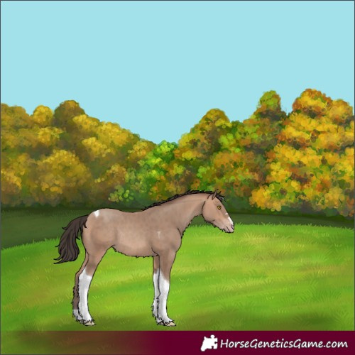 Horse Color:Amber Champagne Tobiano Rabicano 