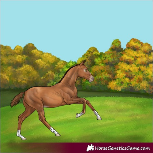 Horse Color:Gray Gold Champagne 