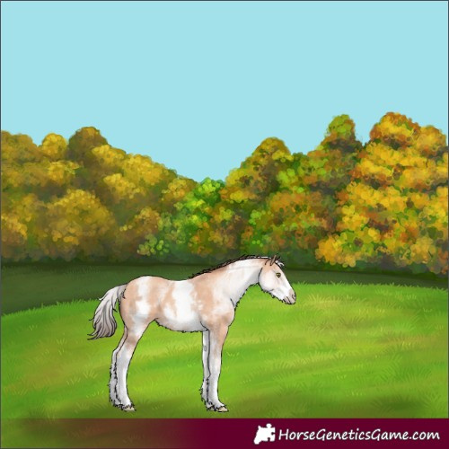 Horse Color:White Spotted Amber Champagne 