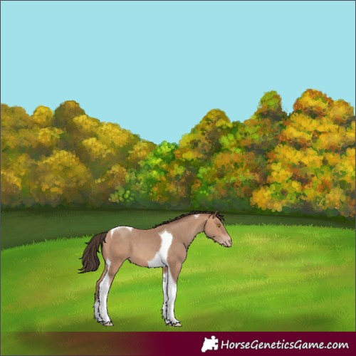 Horse Color:Amber Champagne Tobiano