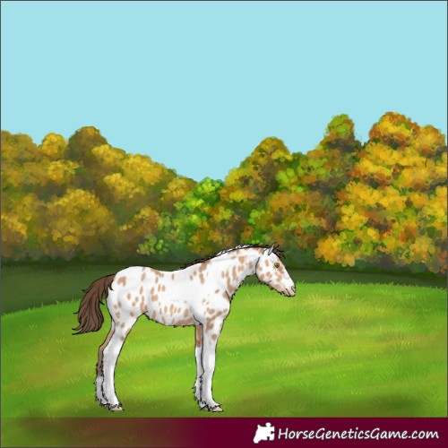 Horse Color:Amber Champagne Tobiano Near Leopard