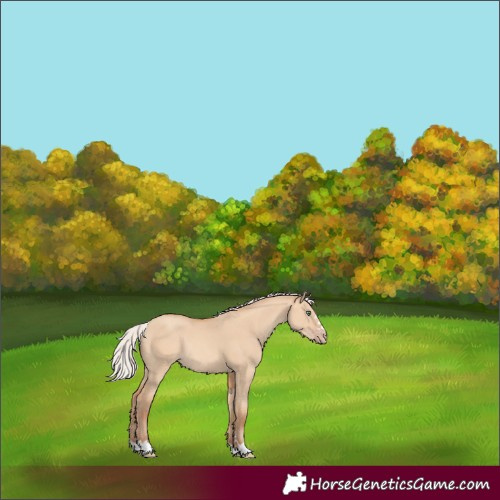 Horse Color:Silver Amber Champagne Dun Rabicano