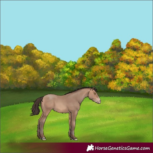 Horse Color:Amber Champagne 