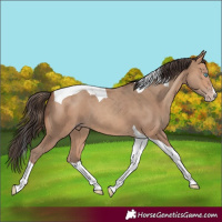 Horse Color:Amber Champagne Splash Tobiano 