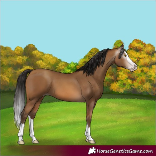 Horse Color:Gray Amber Champagne Splash