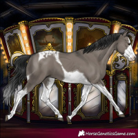 Horse Color:Grullo Splash Tobiano