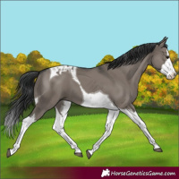 Horse Color:Grullo Splash Tobiano 