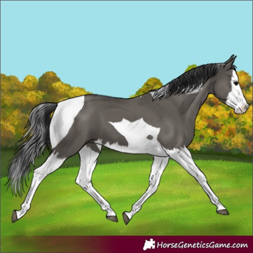 Horse Color:Grullo Splash Tobiano
