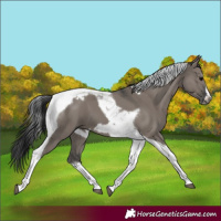 Horse Color:Grullo Splash Tobiano Frame 