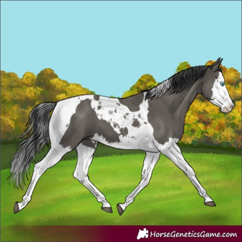 Horse Color:Grullo Splash Tobiano 