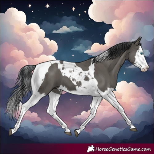Horse Color:Grullo Splash Tobiano 