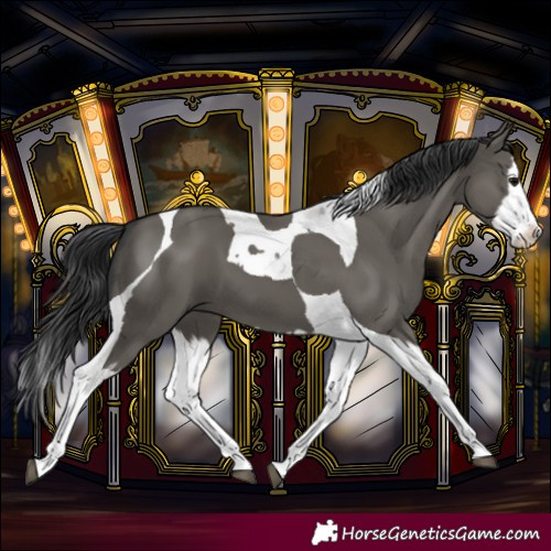 Horse Color:Grullo Splash Tobiano 