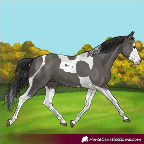 Horse Color:Grullo Splash Tobiano